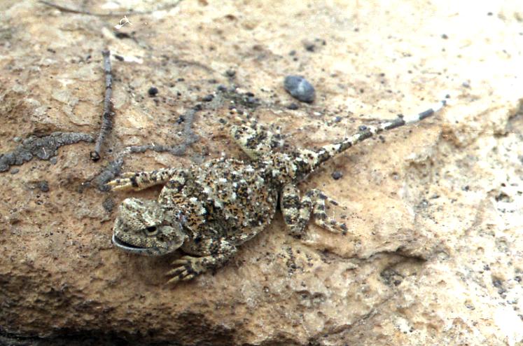 Phrynocephalus persicus 2